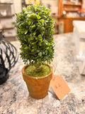 Small Plant
