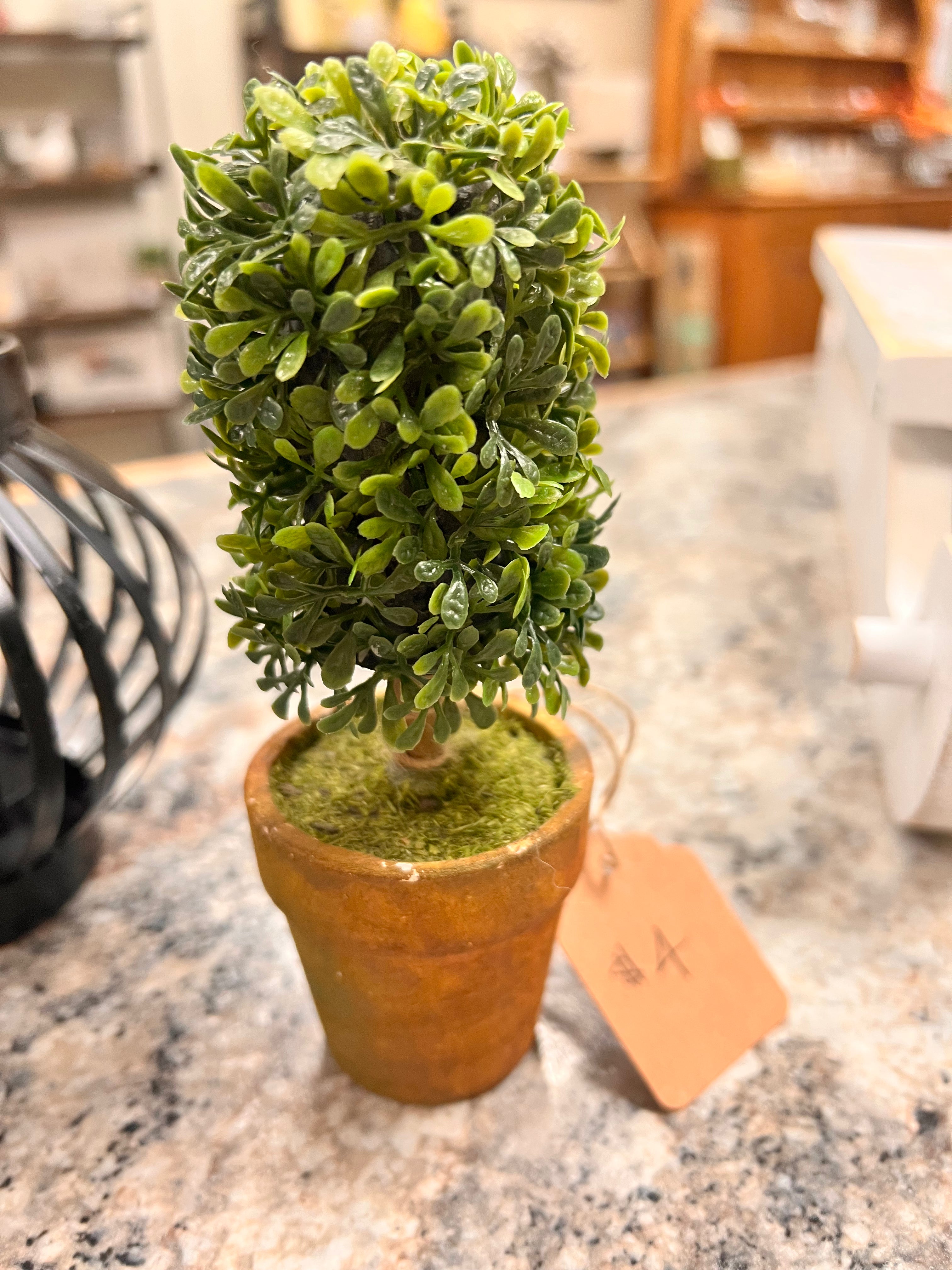 Small Plant