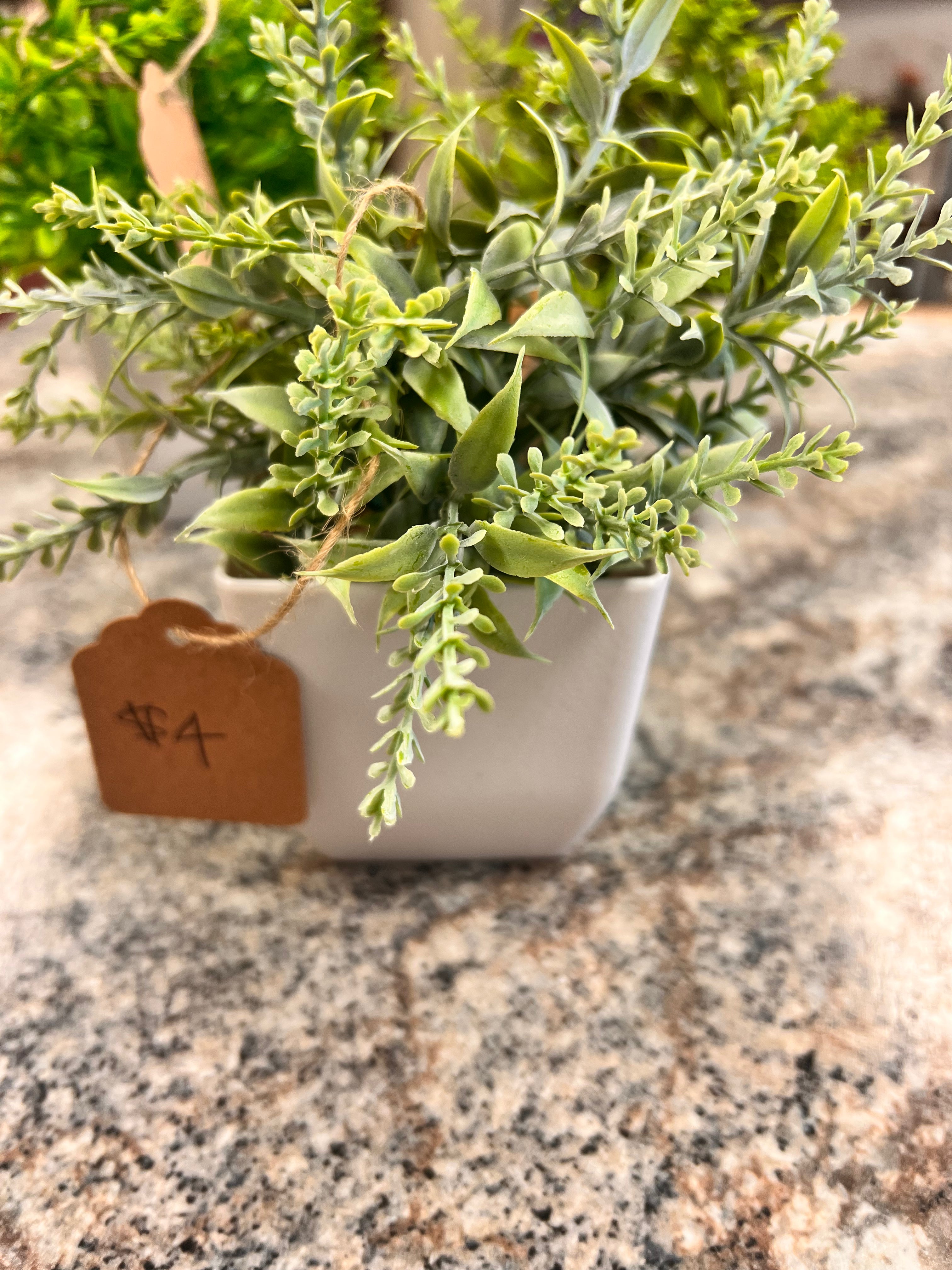 Small Plant