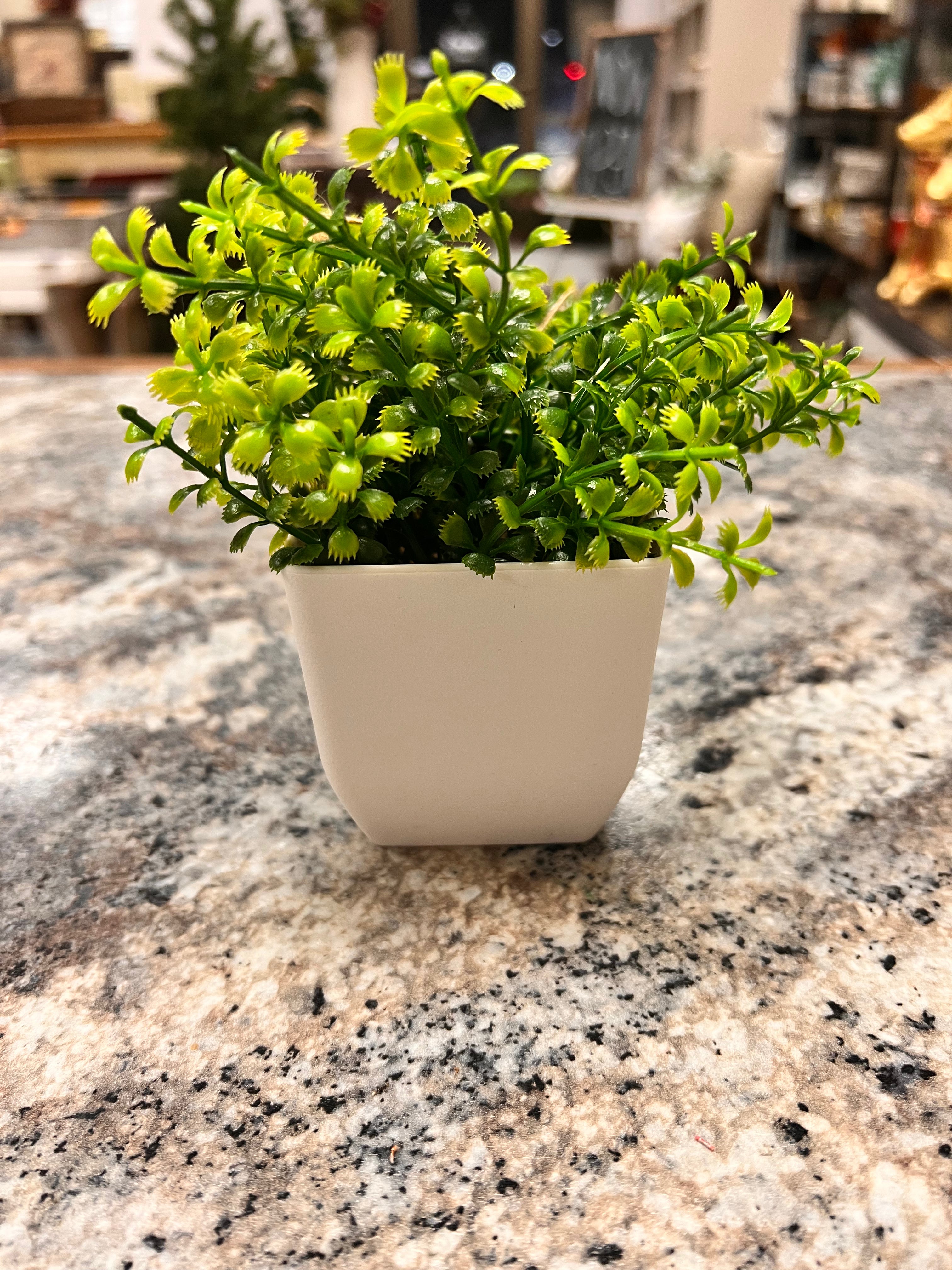Small Plant