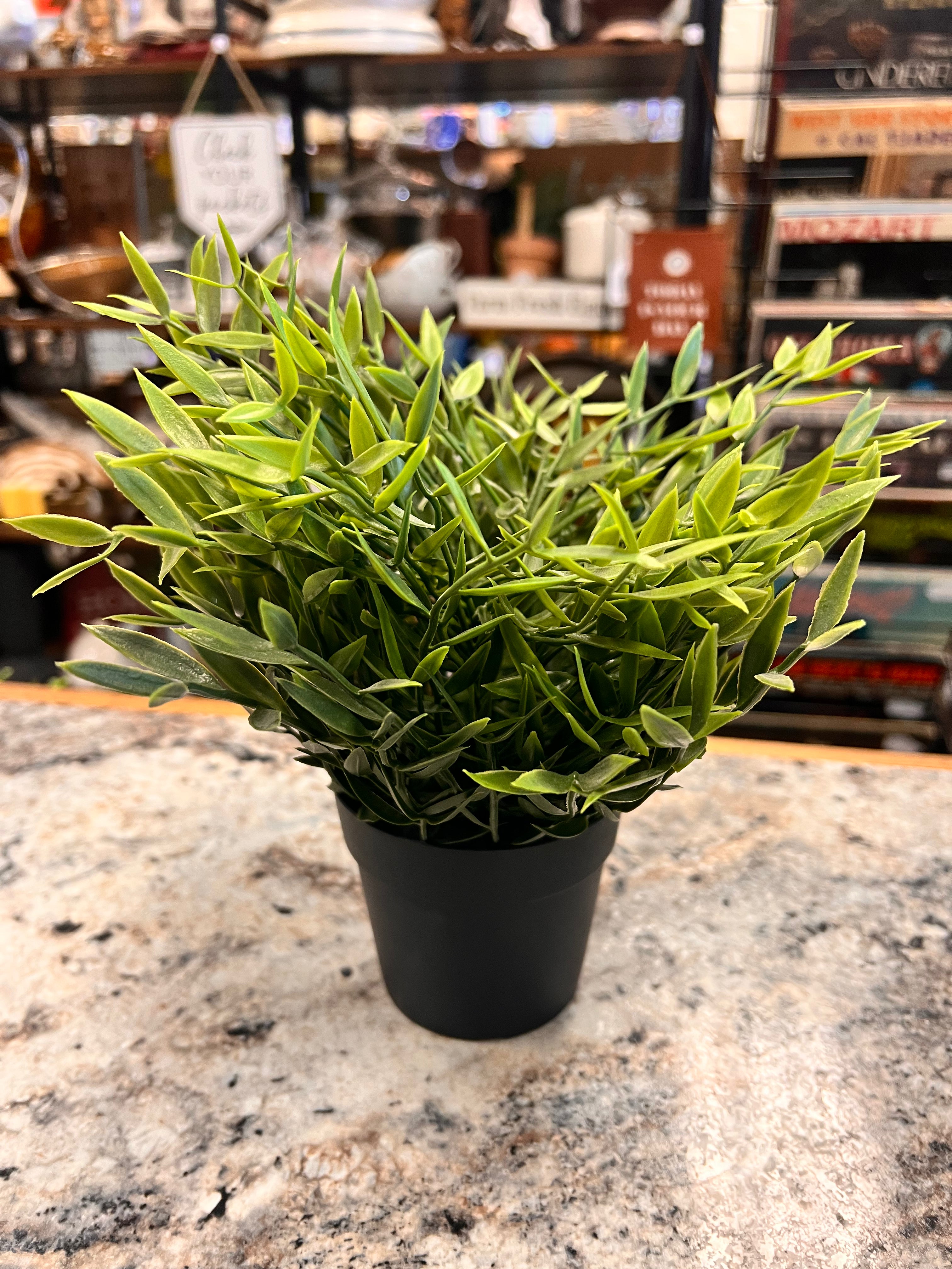 Green Plant