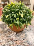 Small Plant