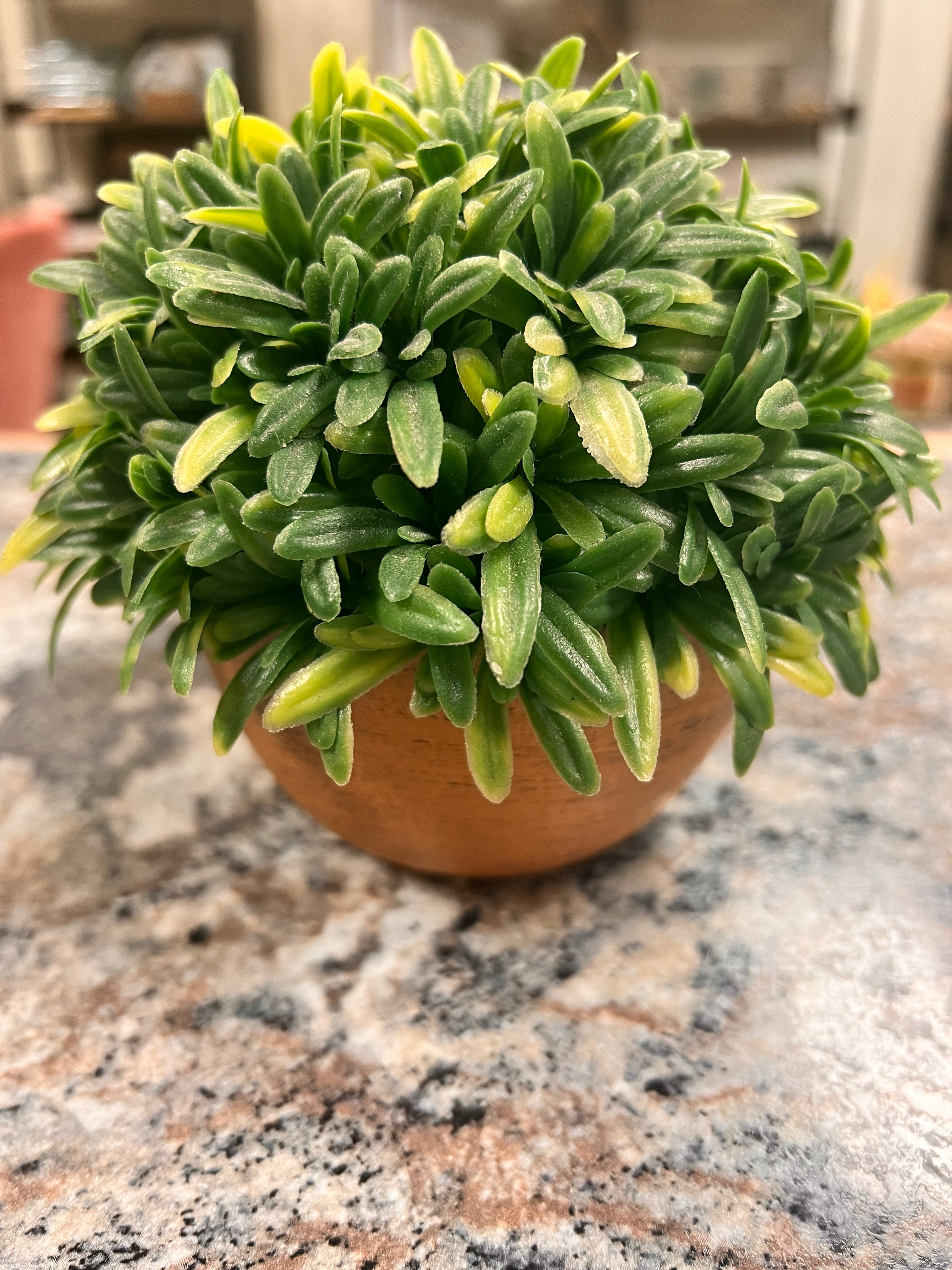 Small Plant