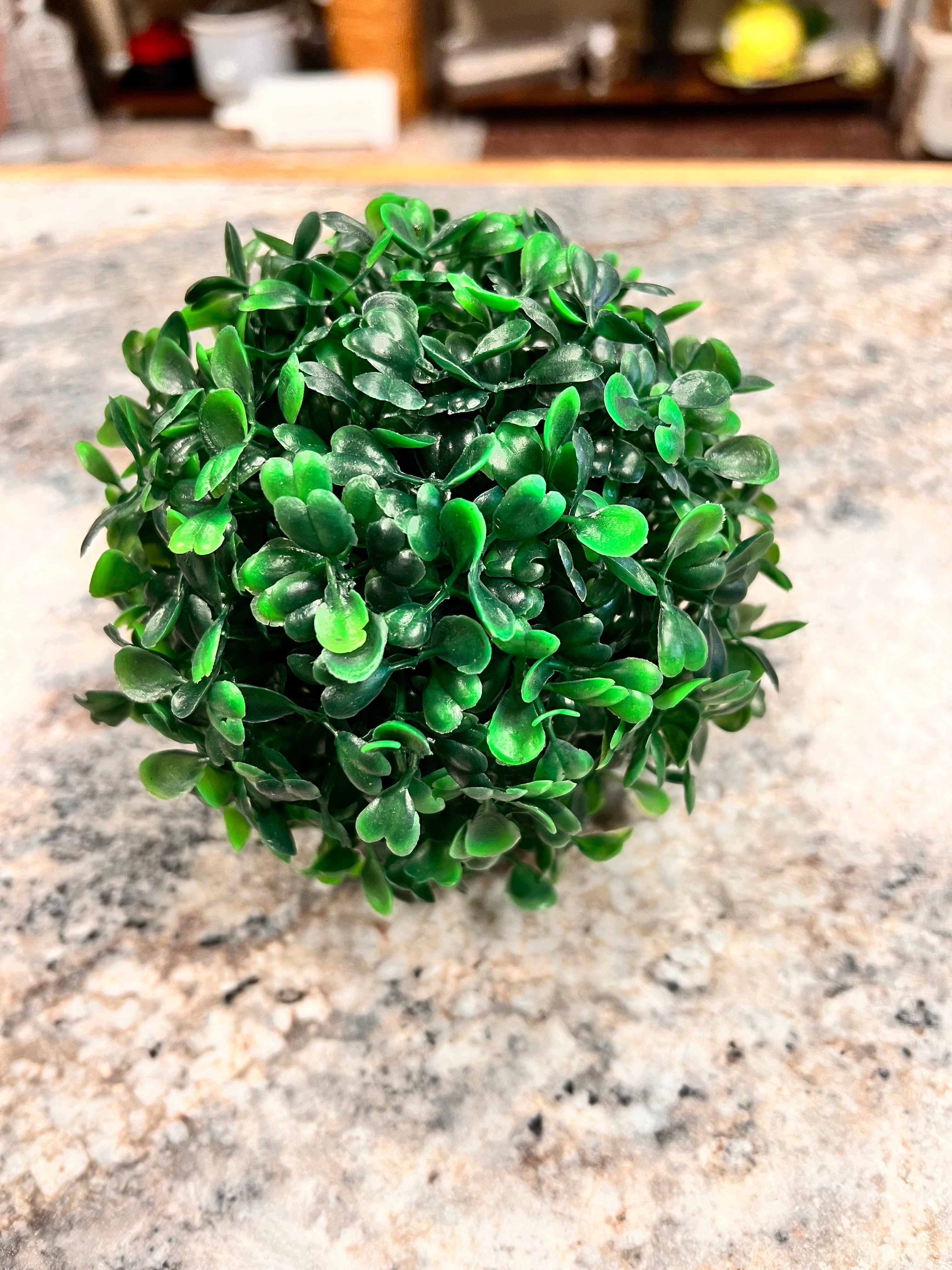 Small Round Plant