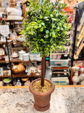 Plant Decor
