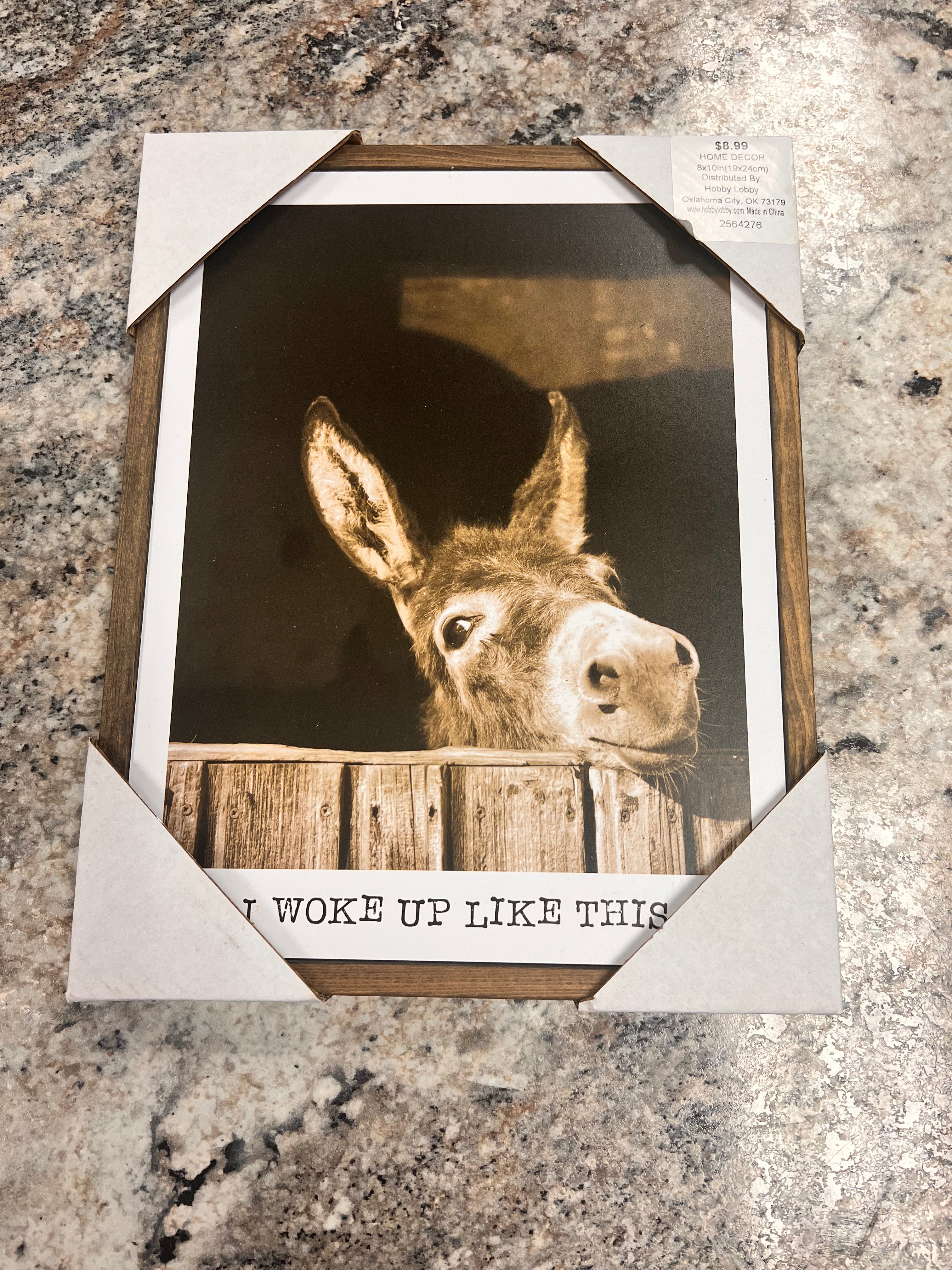 Donkey Picture