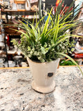 Plant