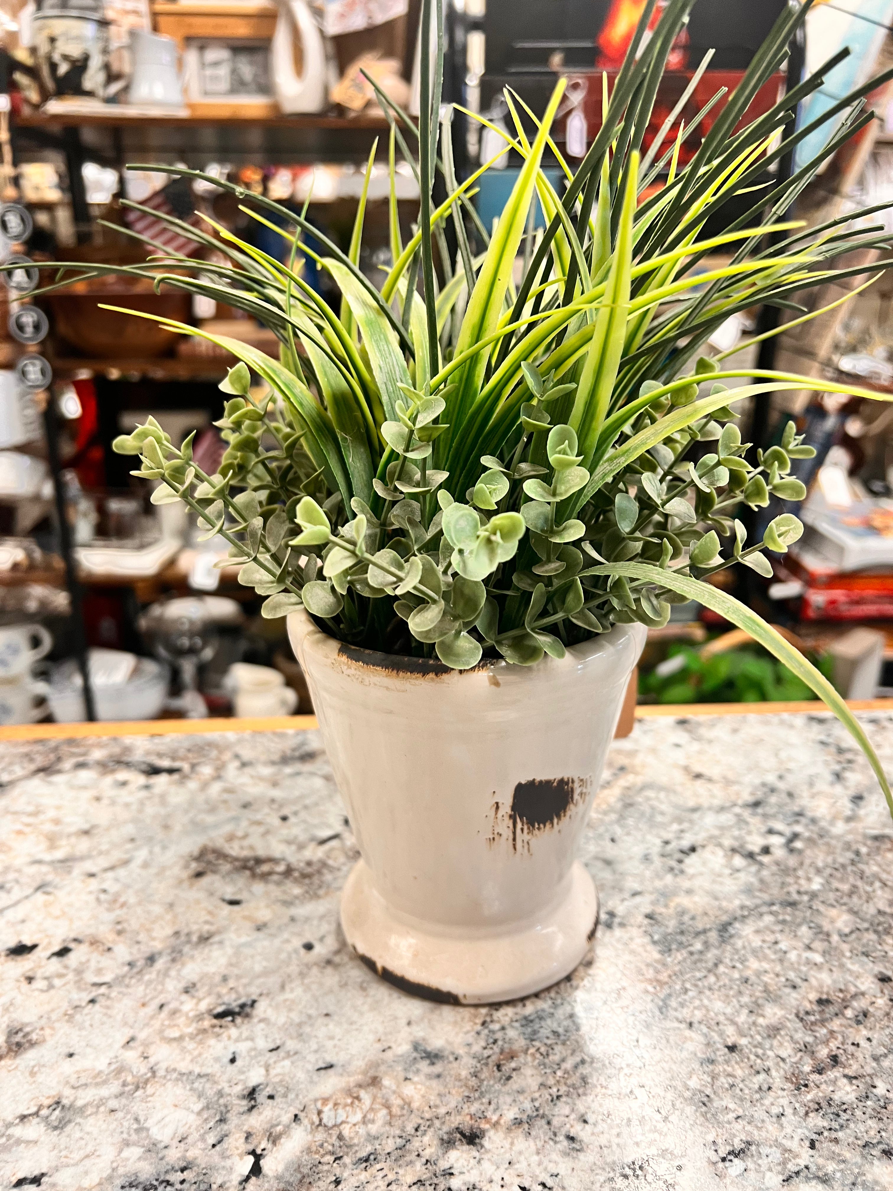 Plant