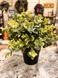 Small Plant