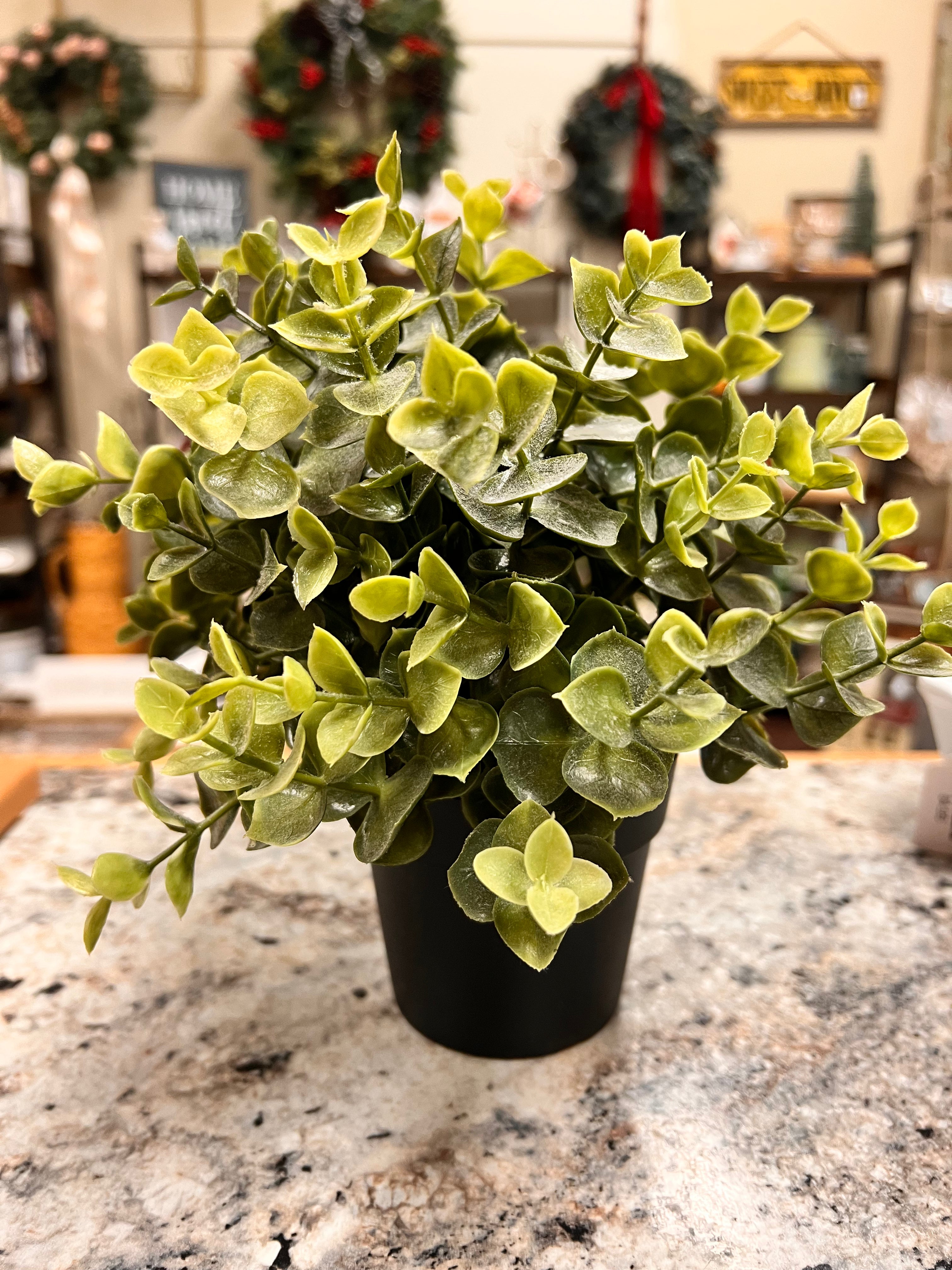 Small Plant