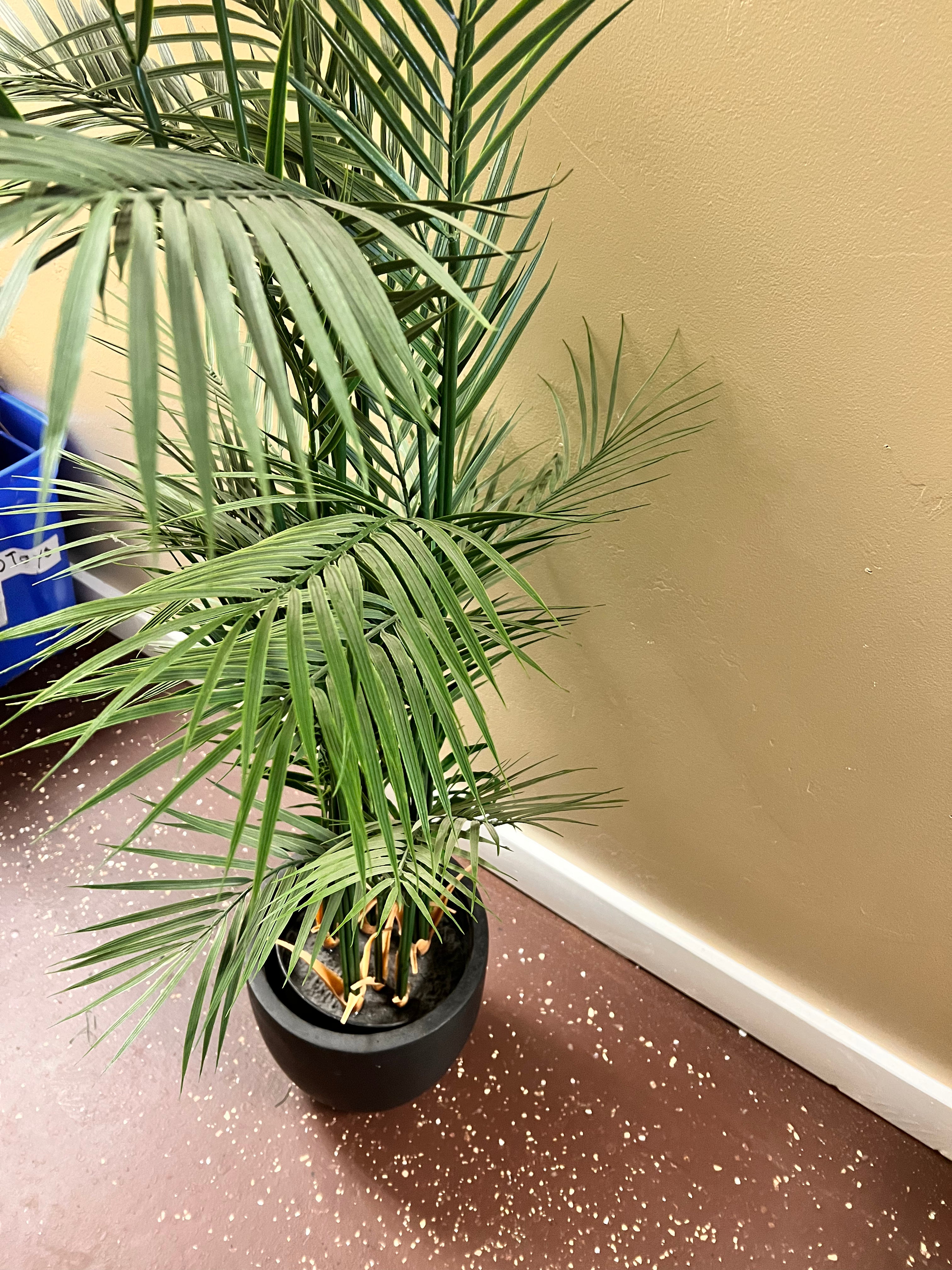 Plant & Pot