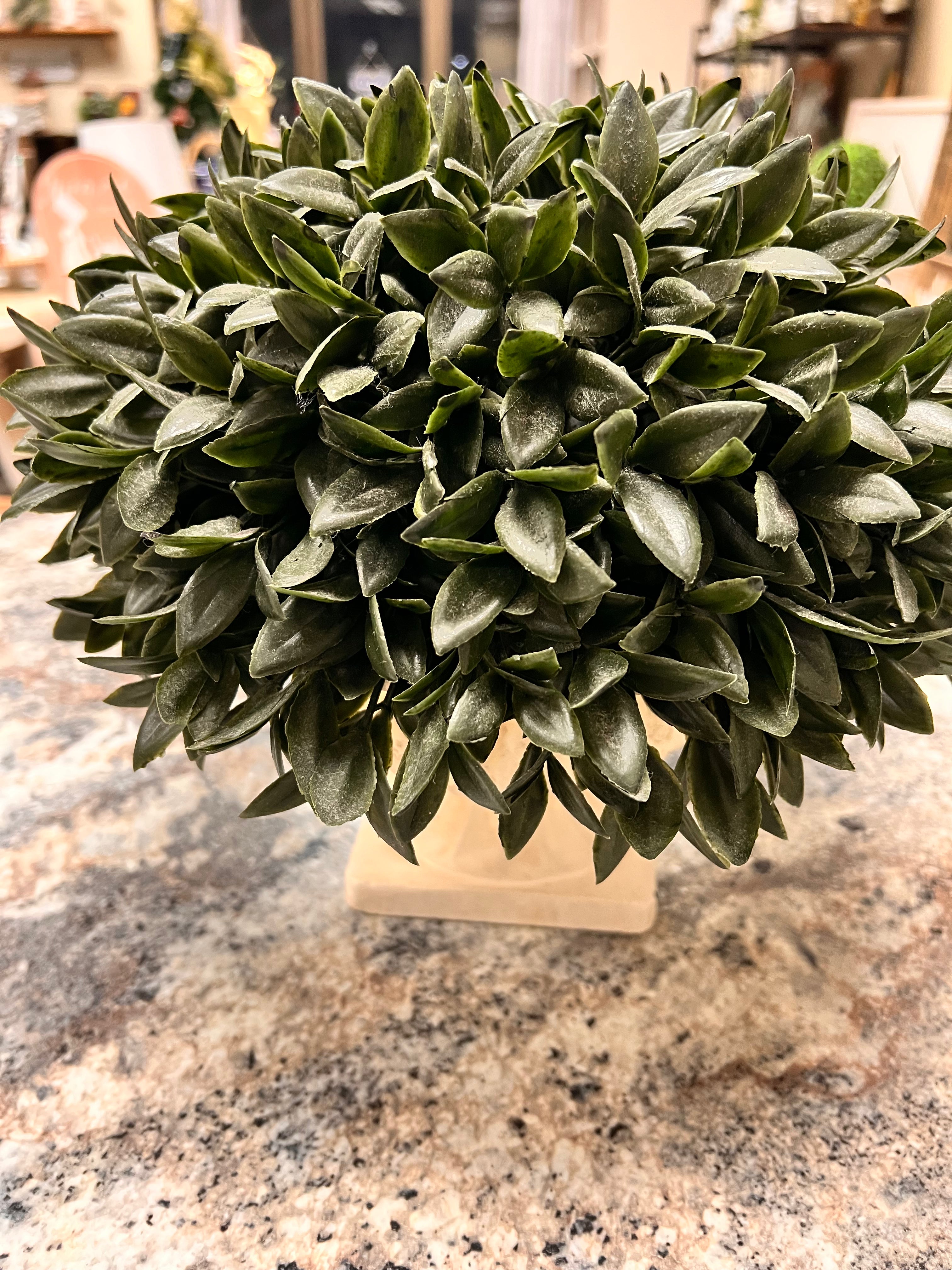 Small Plant