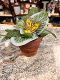 Small Plant