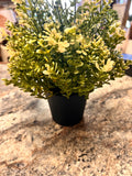 Small Plant