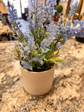Purple Plant