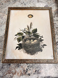 Nest Picture