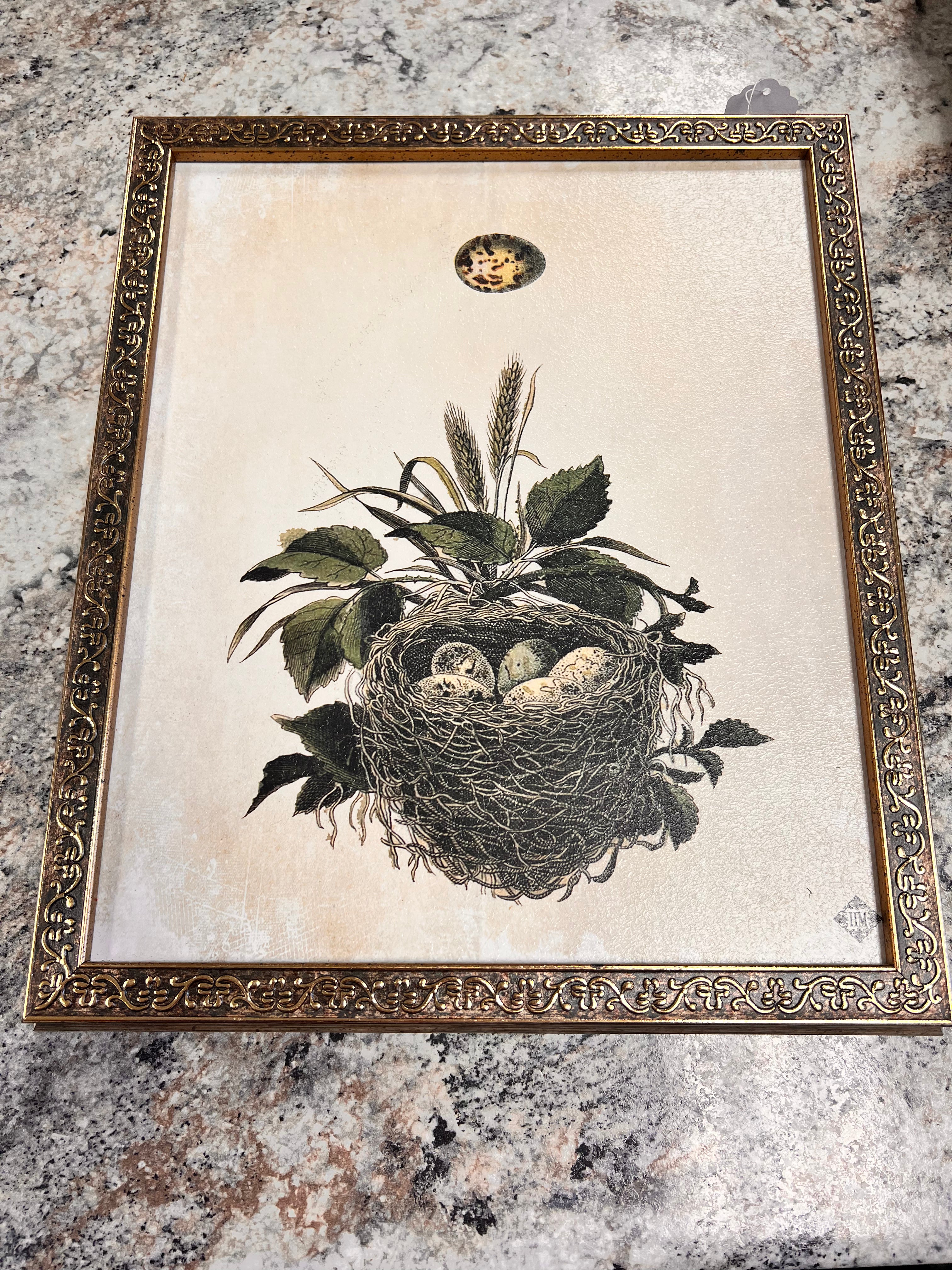 Nest Picture