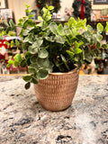 Small Plant