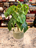 Green Plant