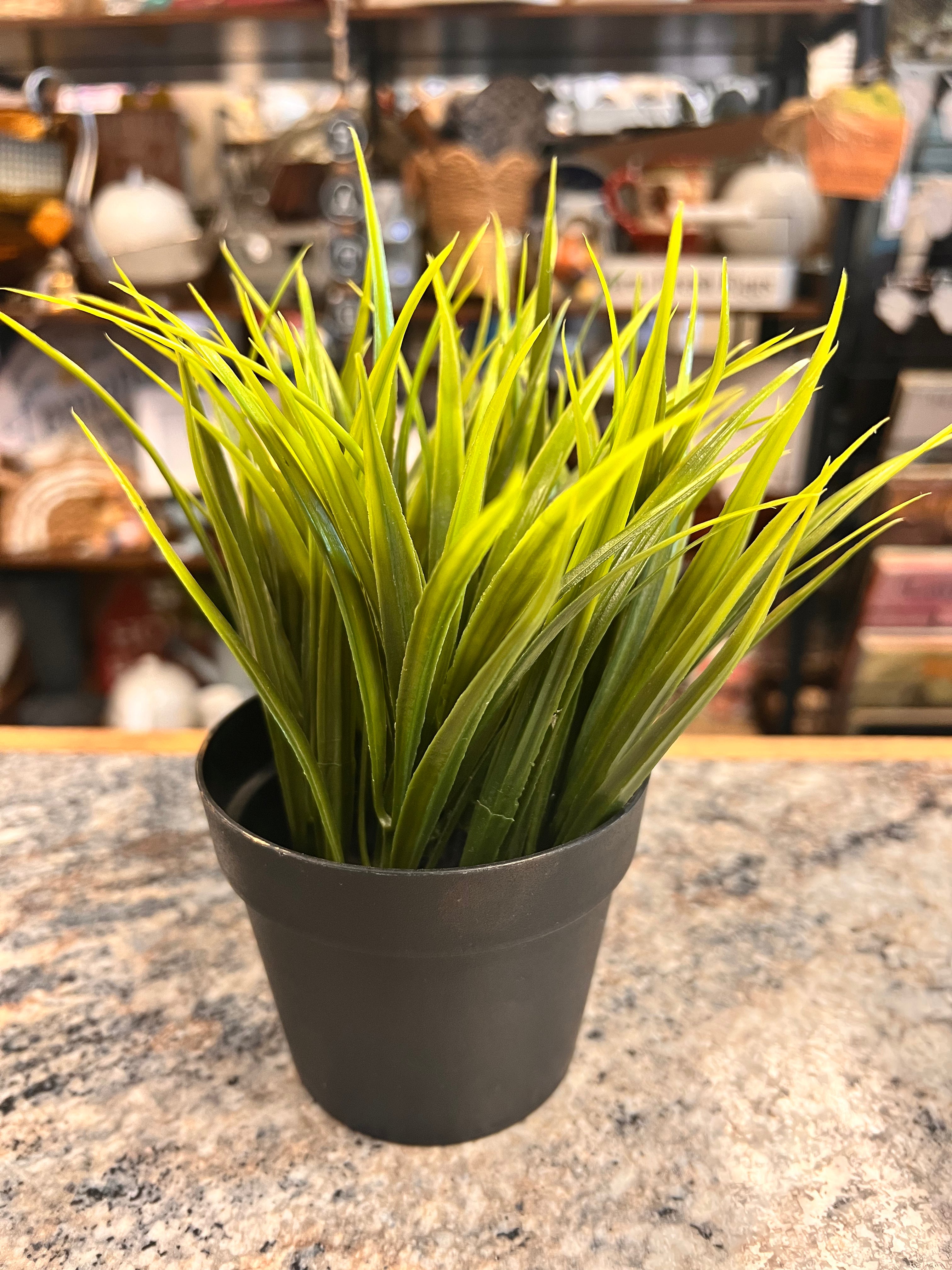 Grass Plant