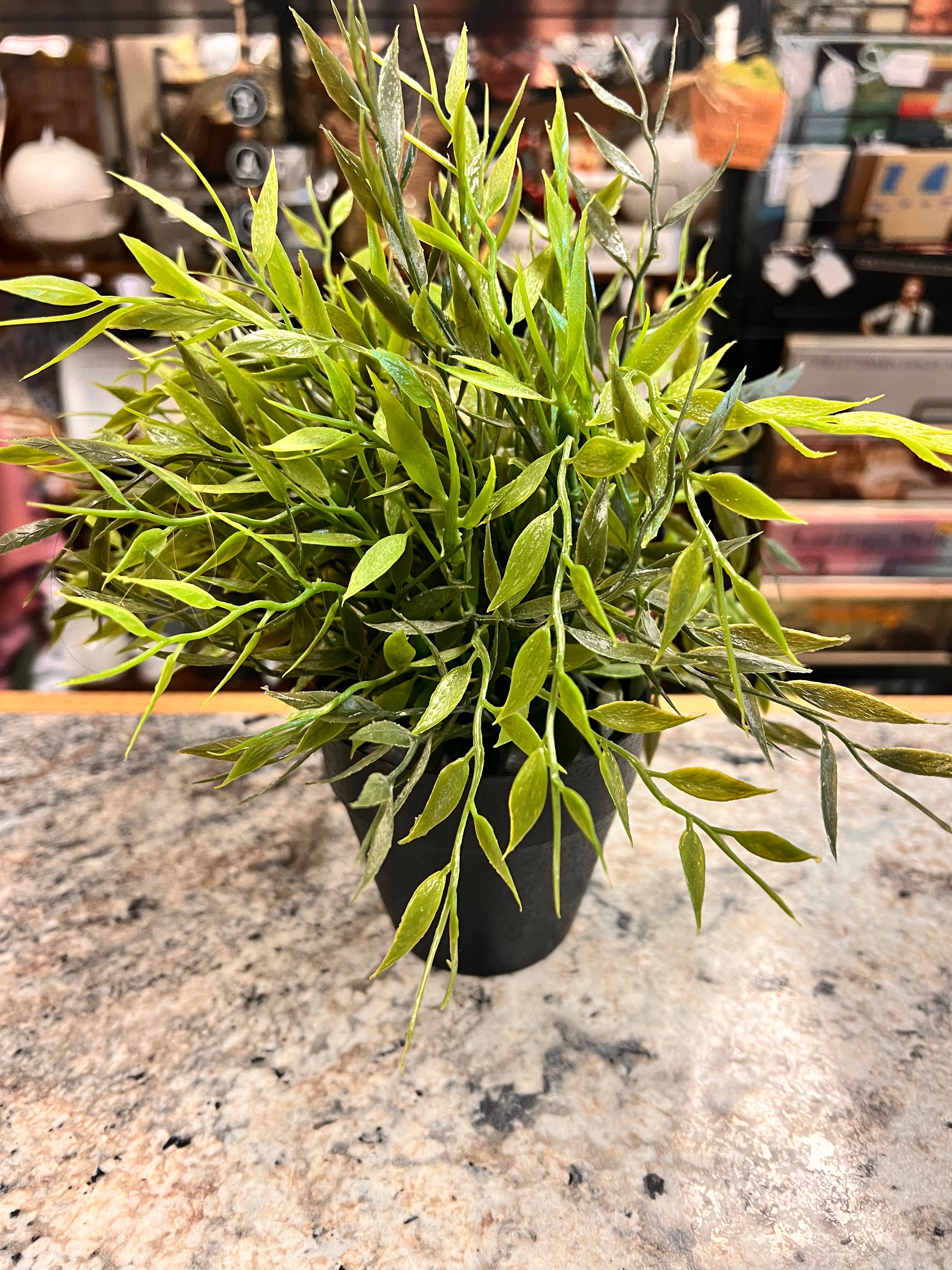 Plant