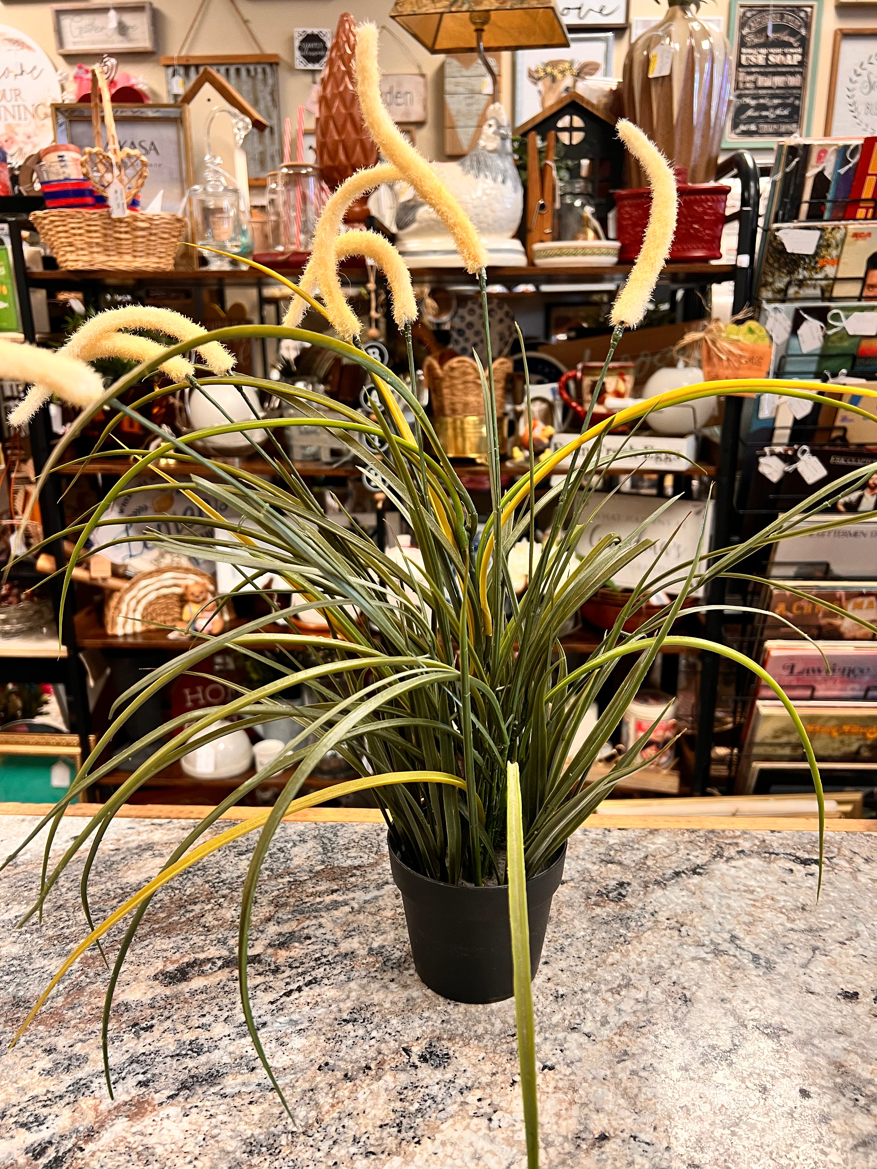 Grass Plant