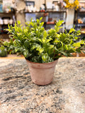 Small Plant