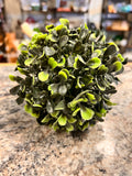 Small Round Plant