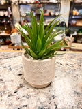 Small Plant