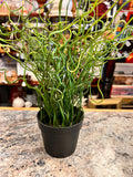 Green Plant