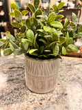 Cute Plant