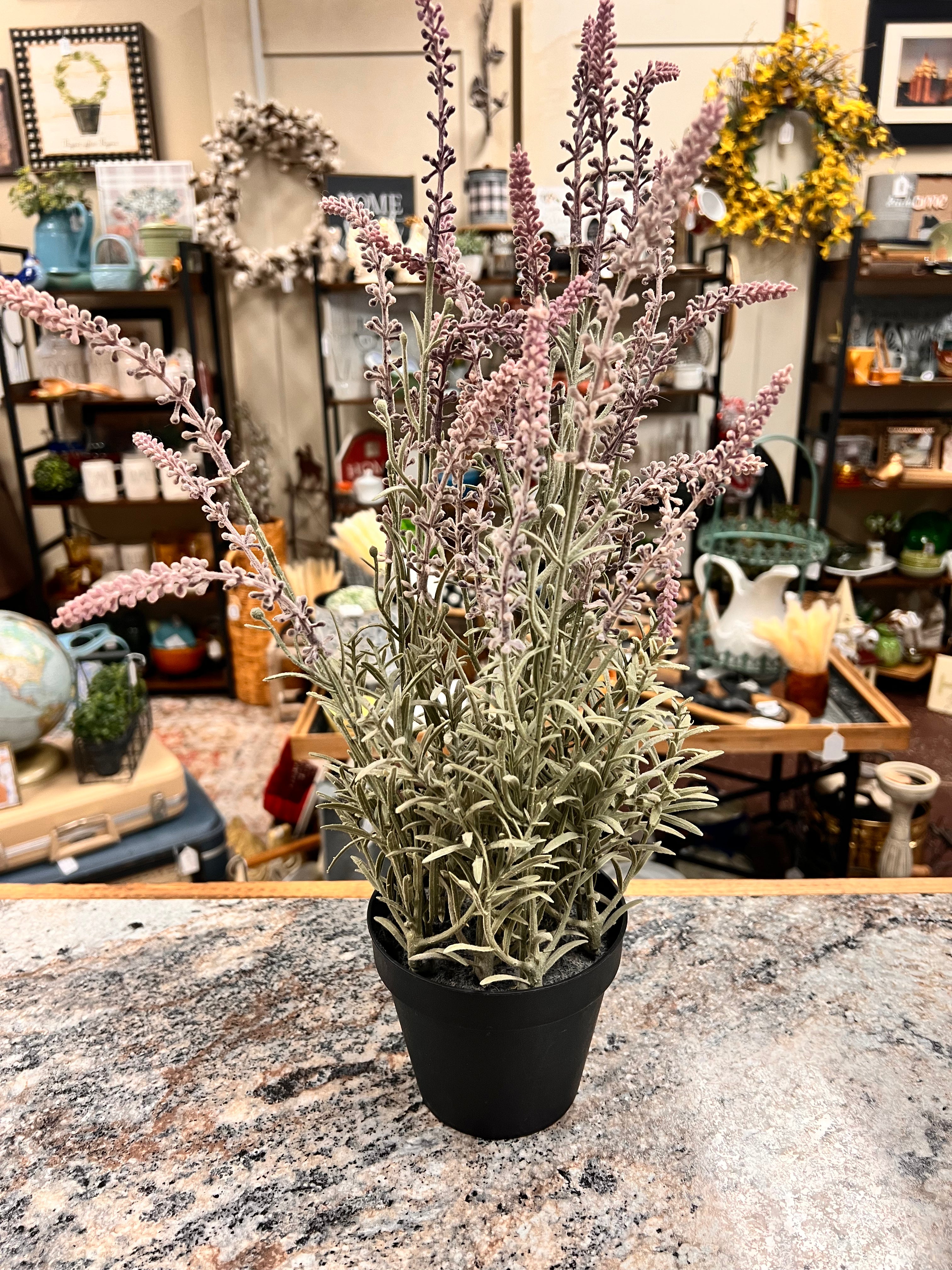 Plant