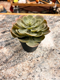 Succulent