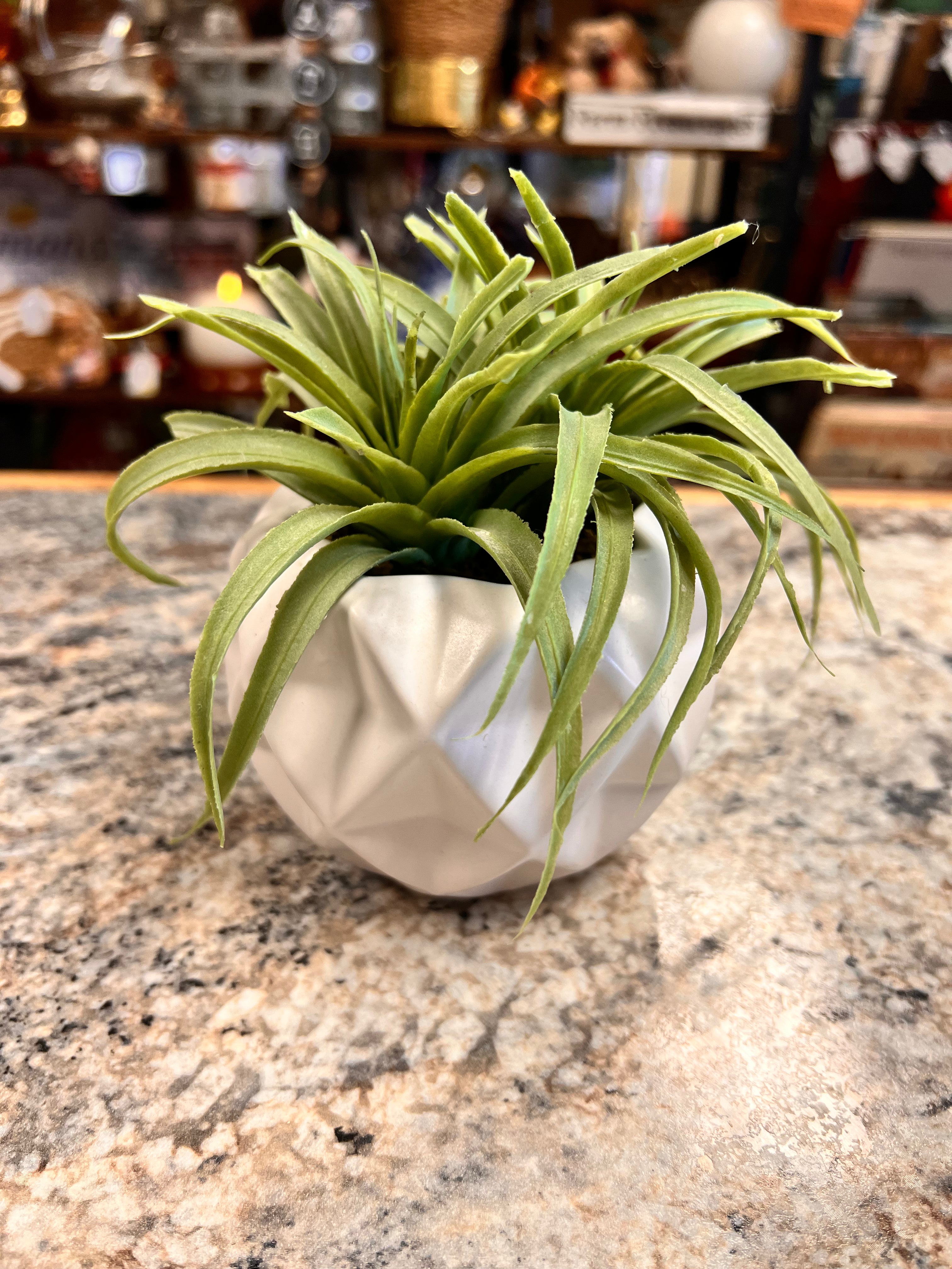 Small Plant