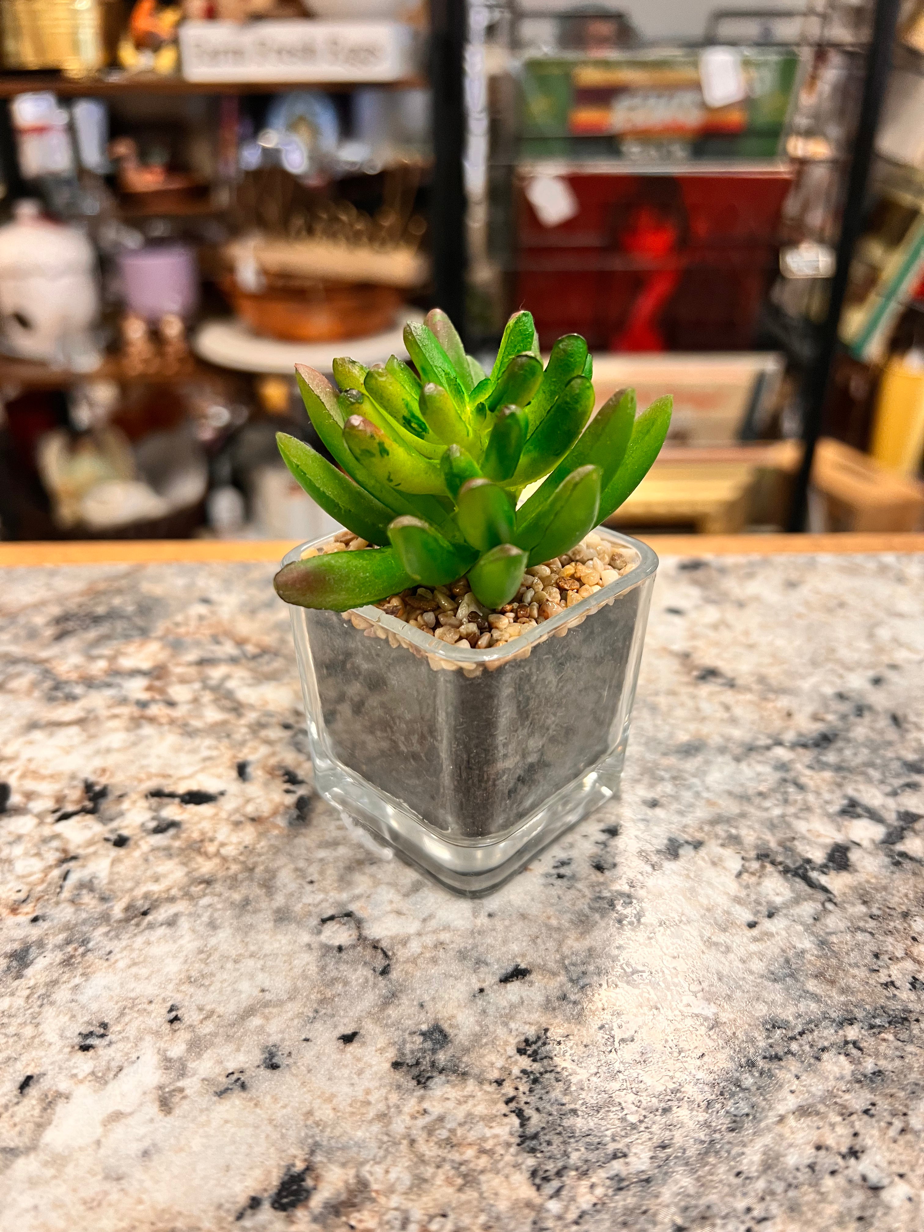 Small Succulent