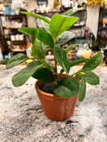 Small Plant