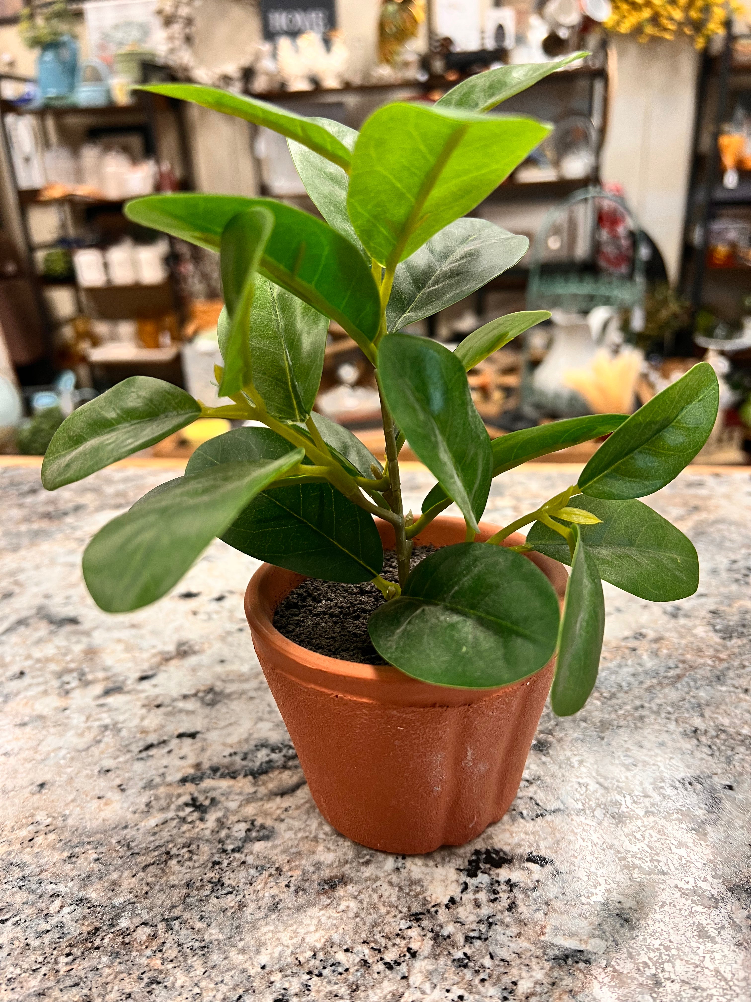 Small Plant