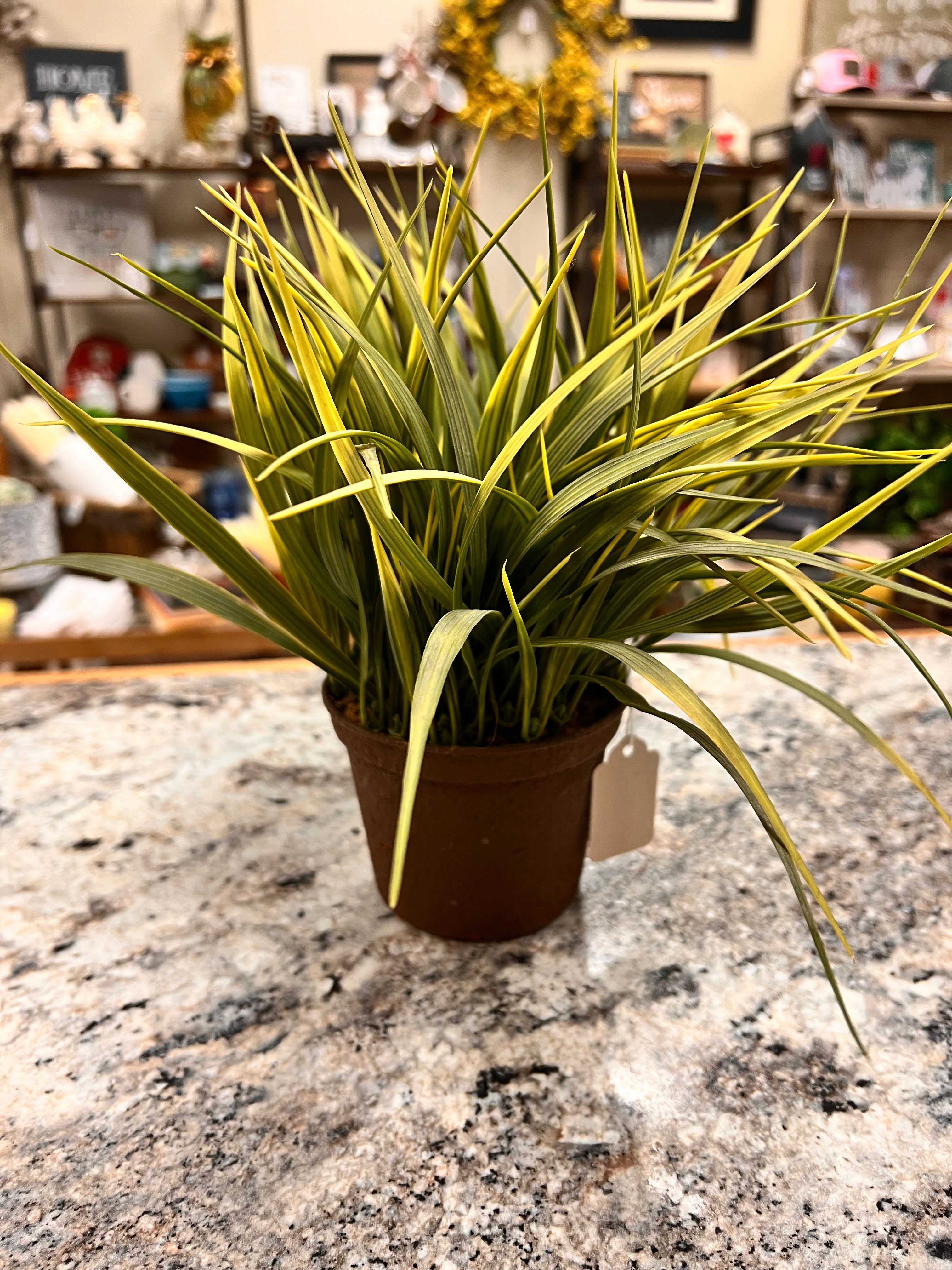 Small Plant