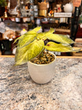 Small Plant