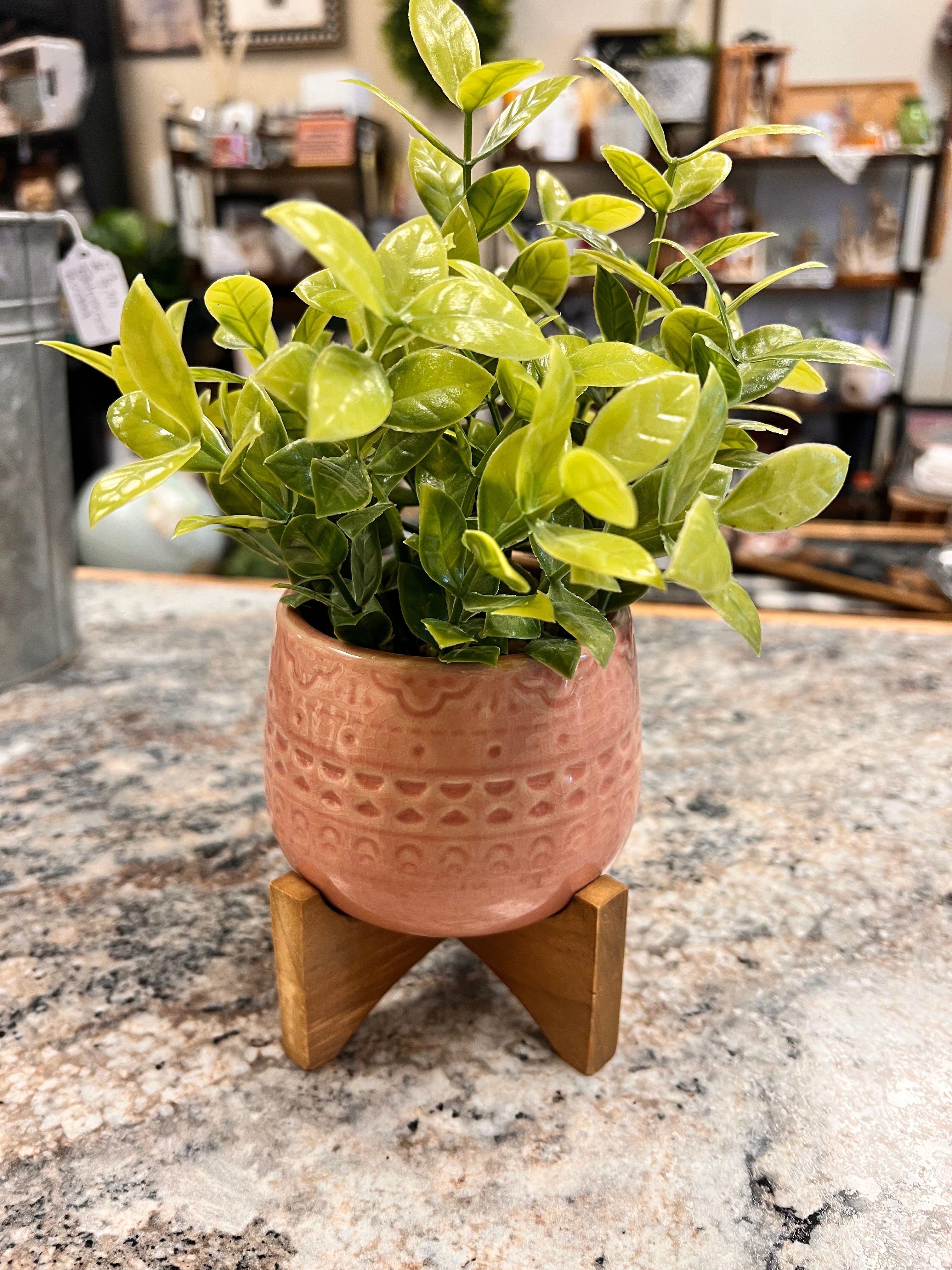 Small Plant