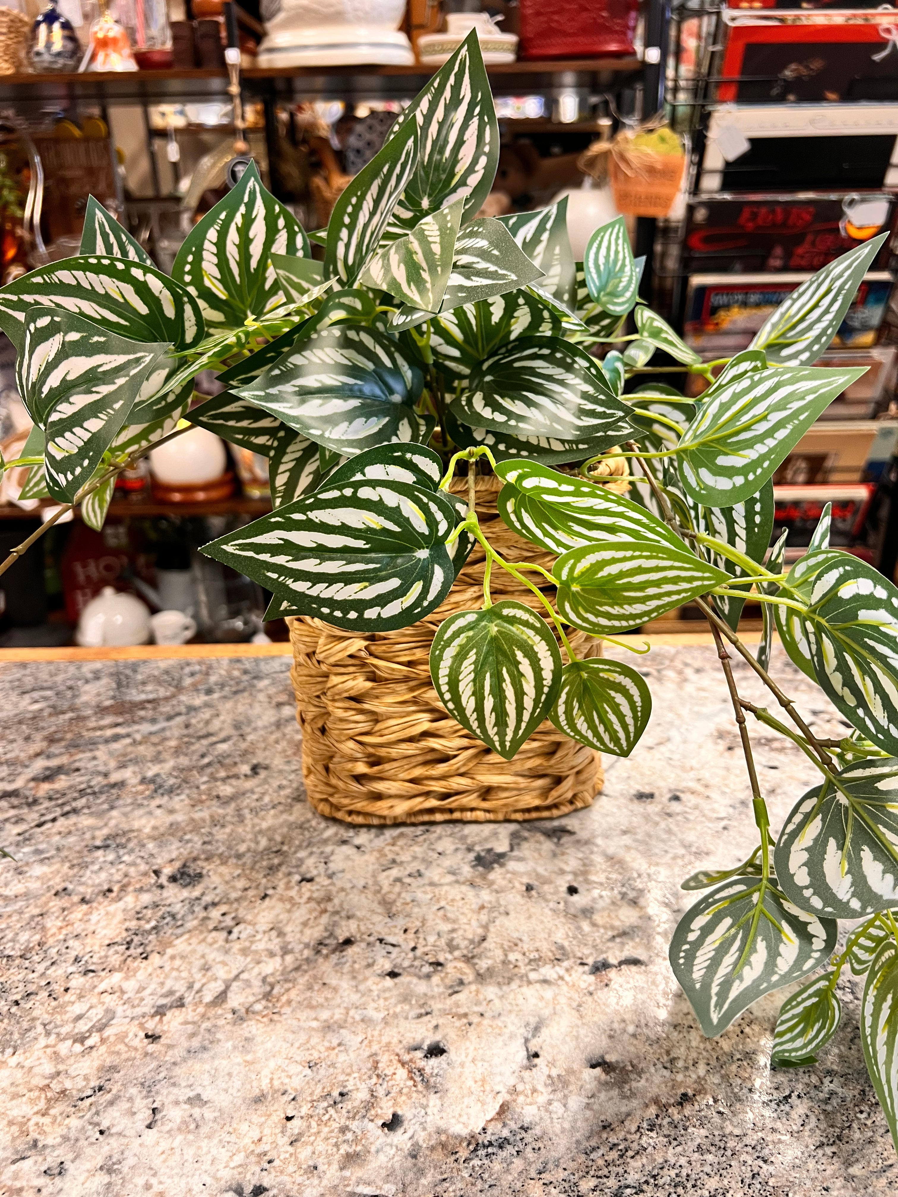 Plant Decor