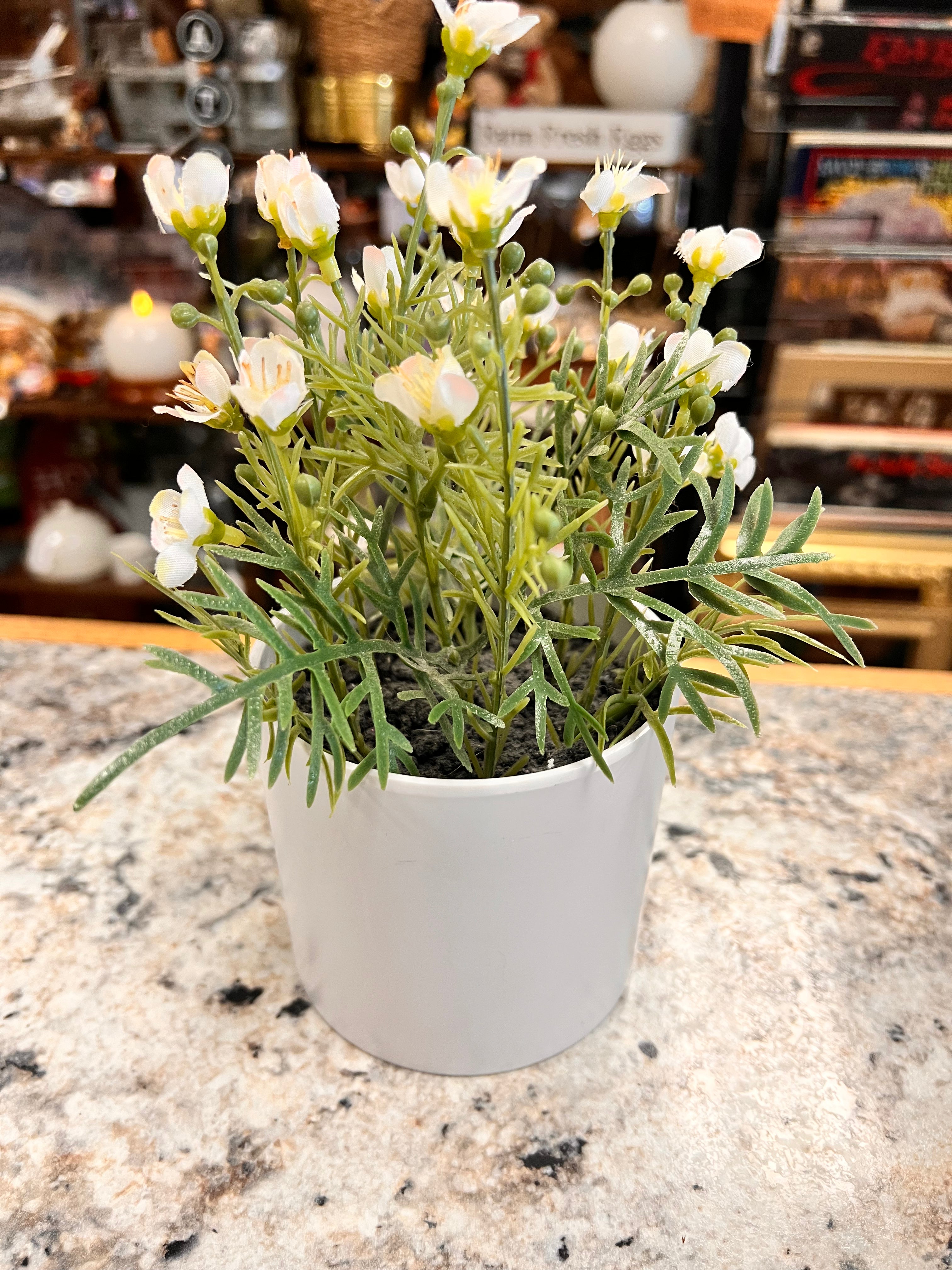 Small Plant