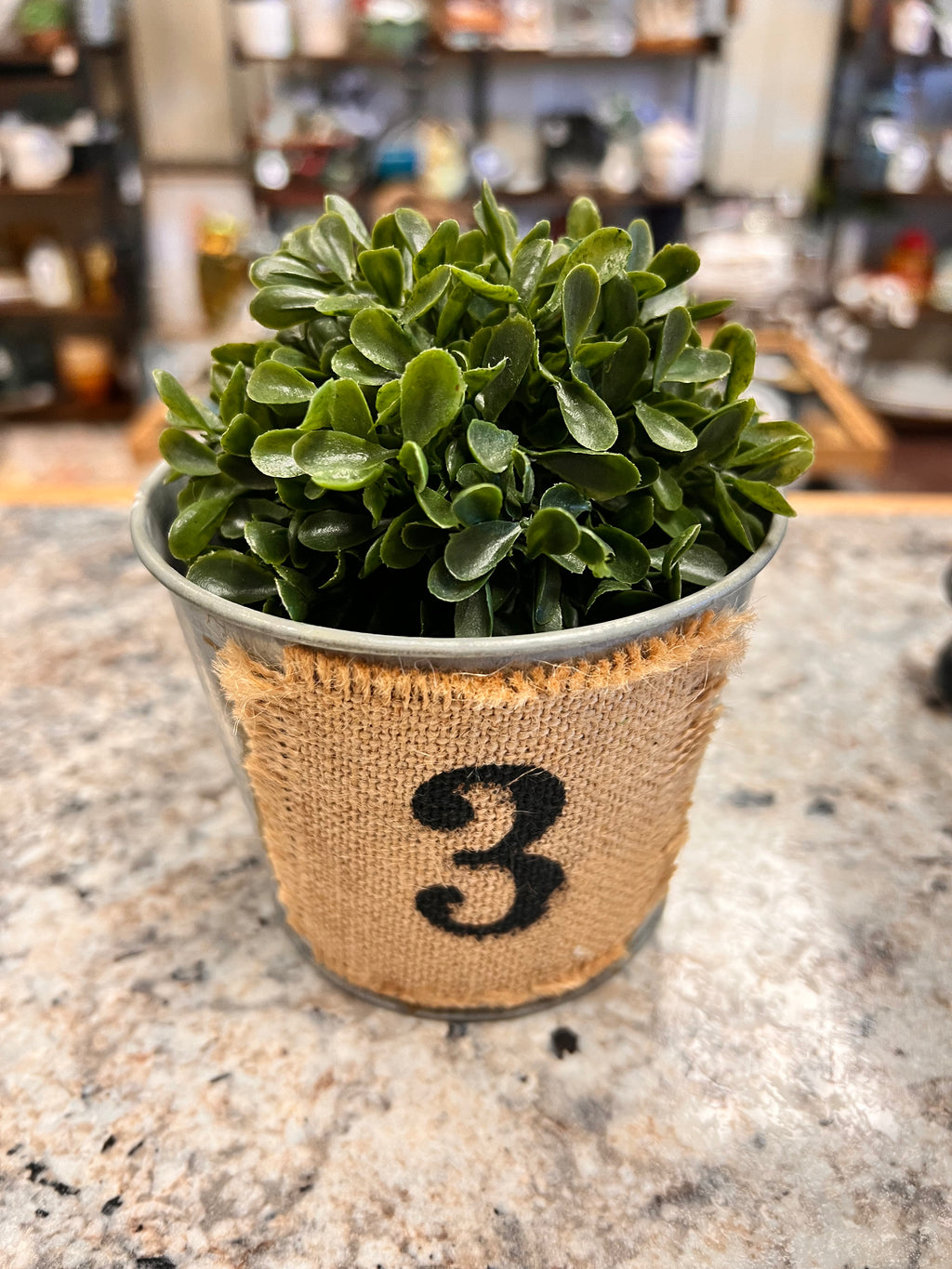 Bucket & Plant