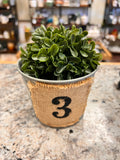 Bucket & Plant