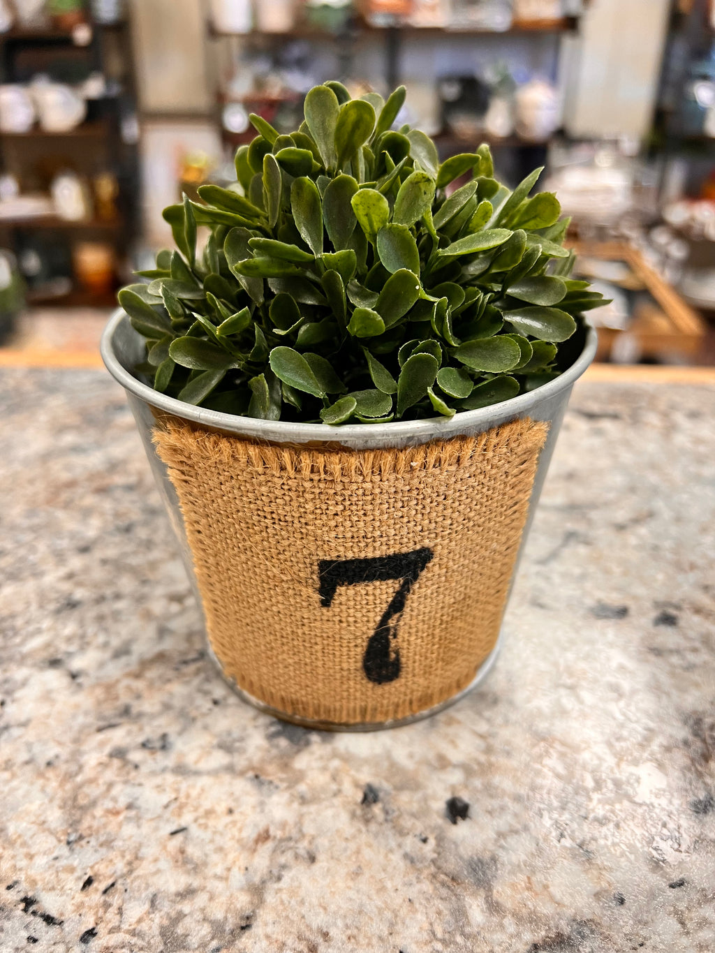 Bucket & Plant