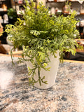Plant & Pot