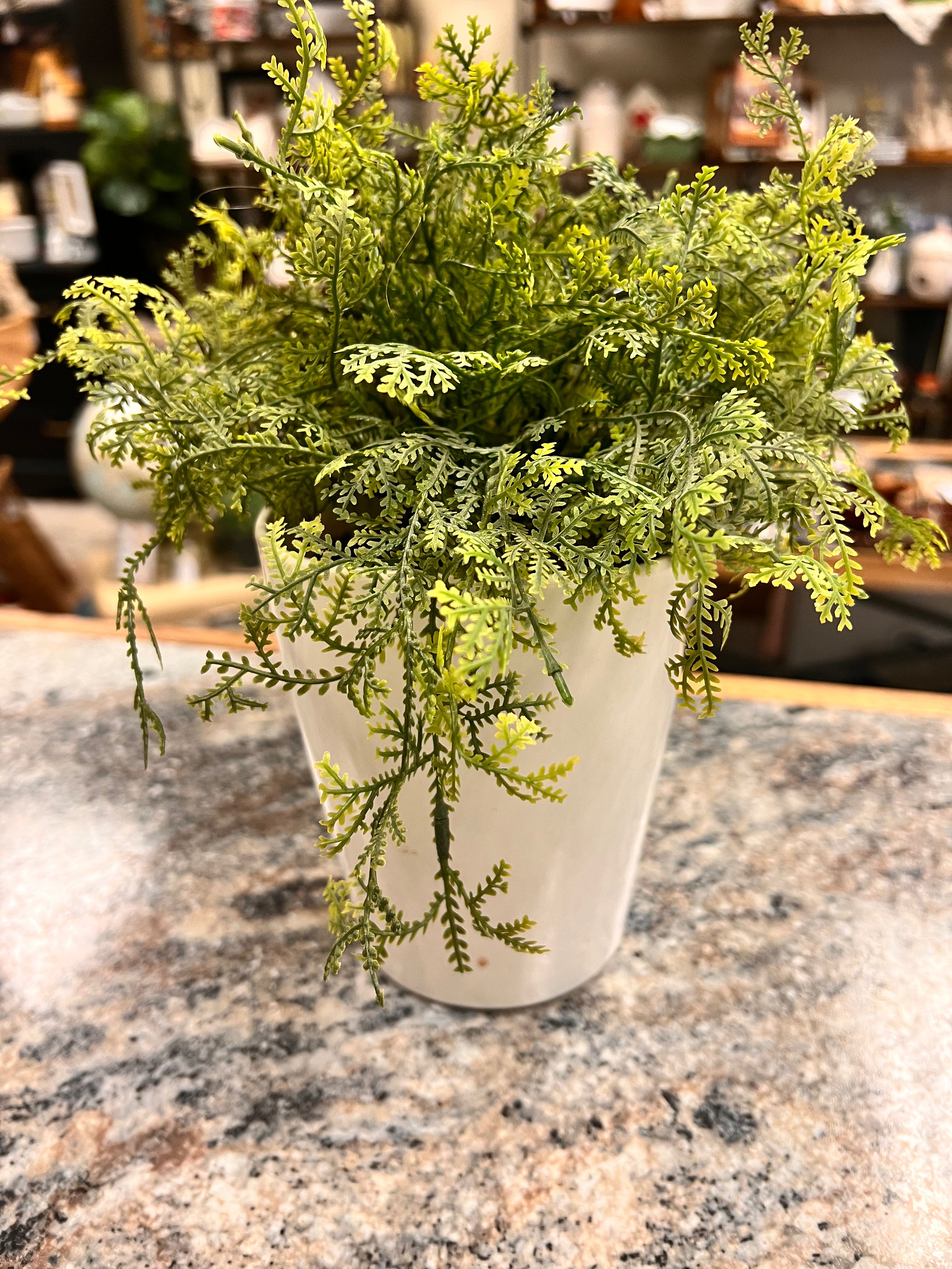 Plant & Pot
