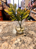 Small Plant