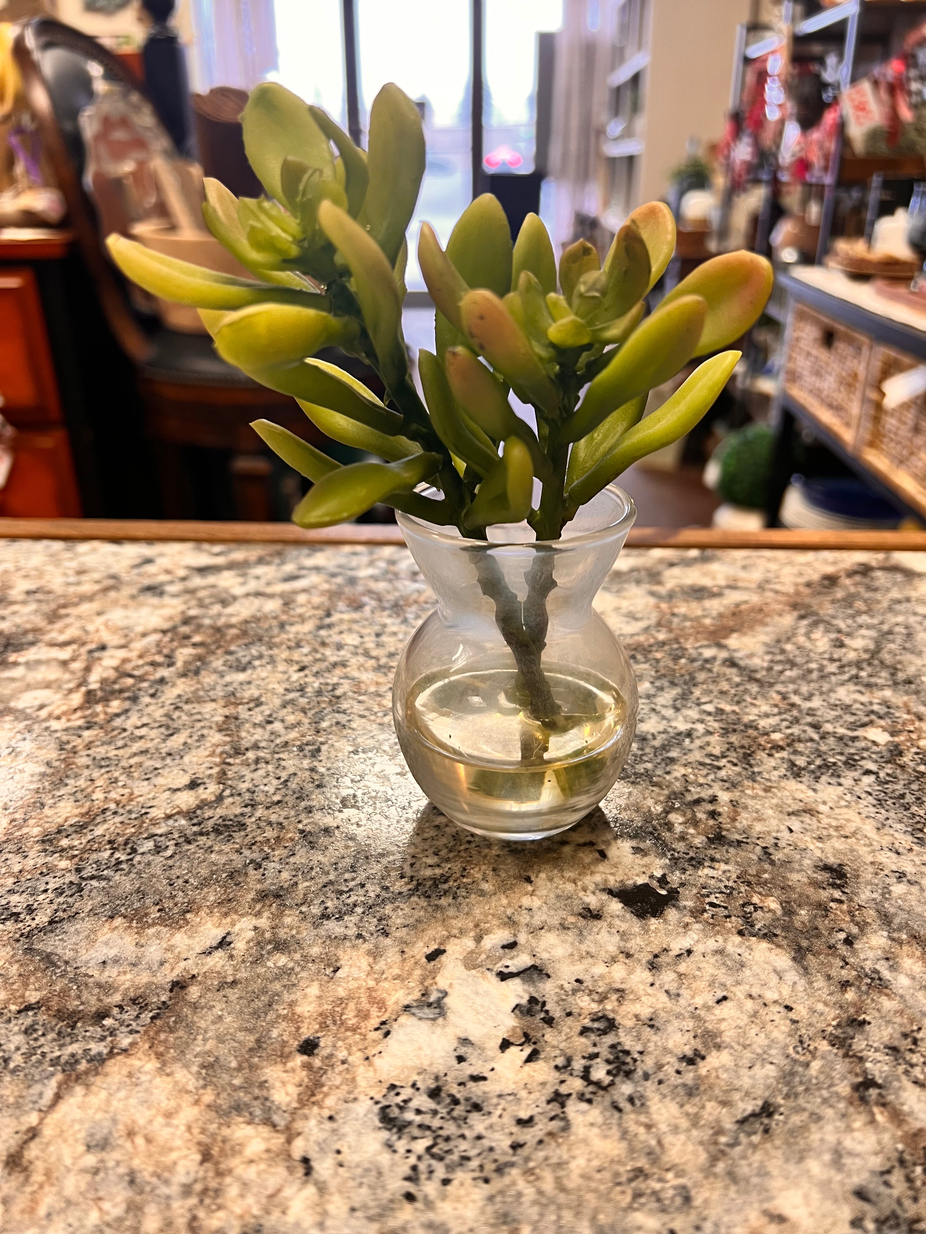 Small Plant