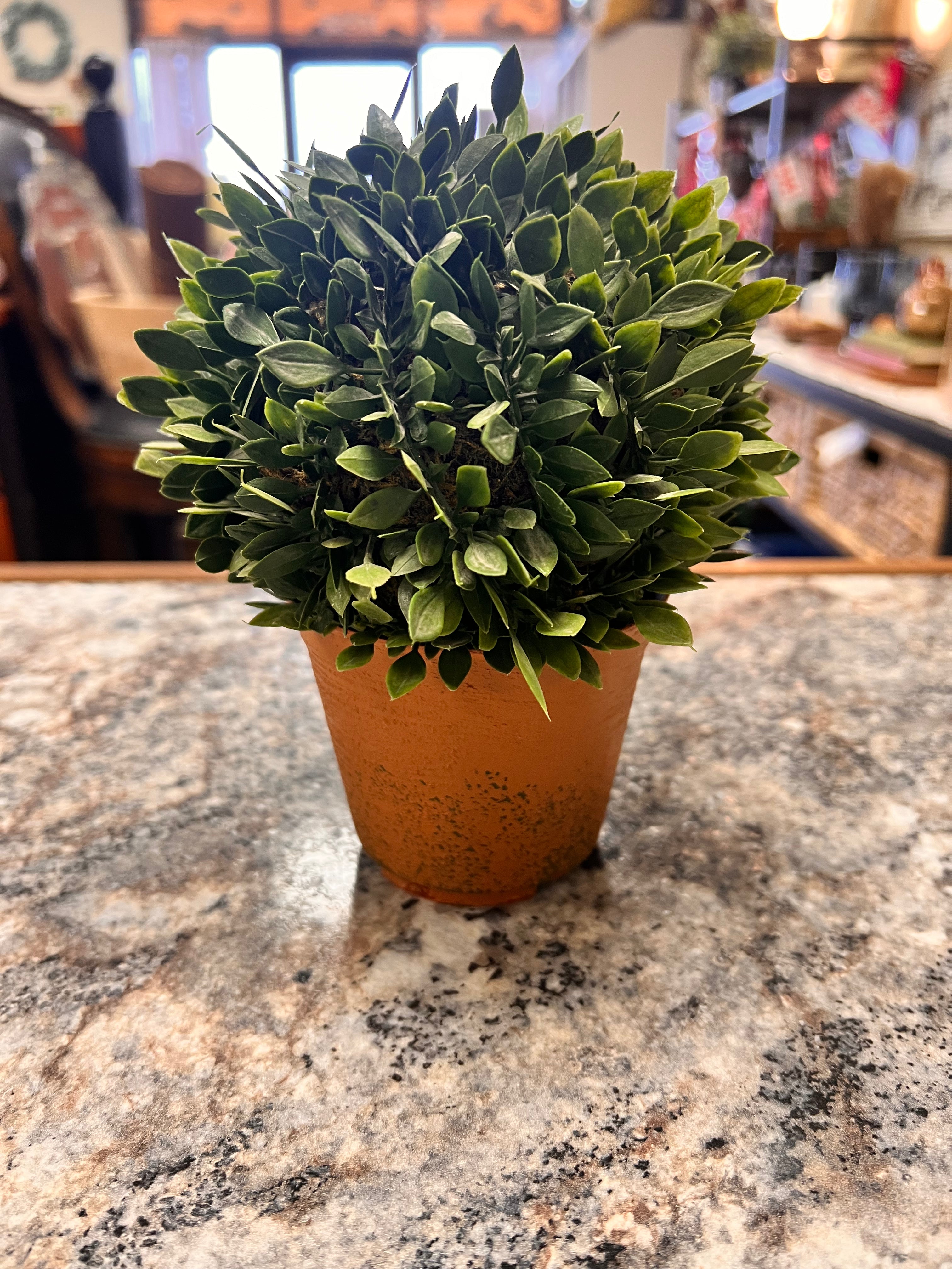 Round Plant